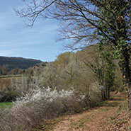 Camí Ral. Moià